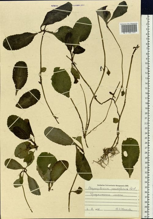 Chrysosplenium sinicum