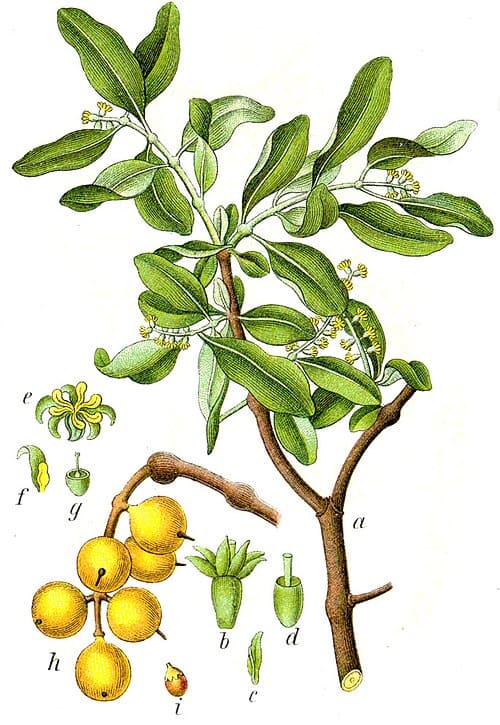 Loranthus, standing in for Loranthus parasiticus