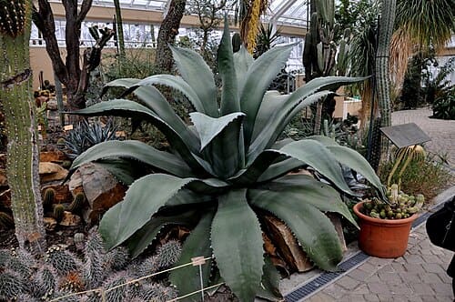 Agave ferox