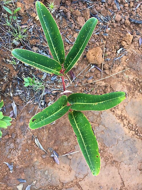 Cunonia macrophylla
