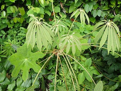Heptapleurum