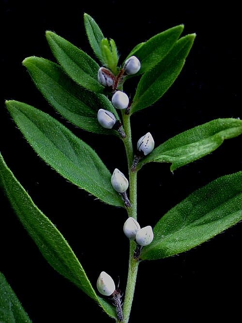 Lithospermum officinale