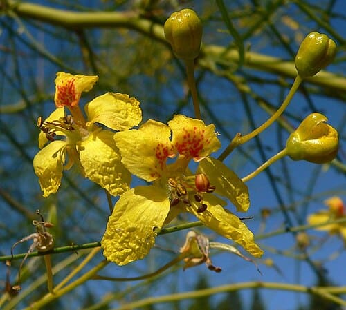 Caesalpinieae, standing in for Biancaea