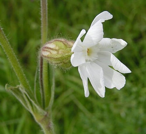Silene, standing in for Silene fortunei