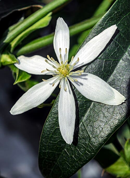 Clematis armandi, standing in for Clematis armandii var. armandii