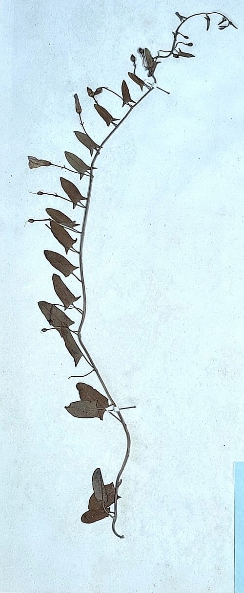 Convolvulus arvensis