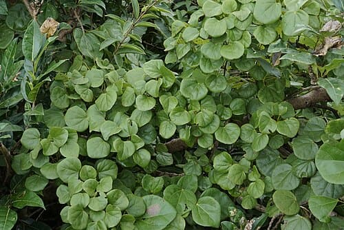 Diploclisia glaucescens