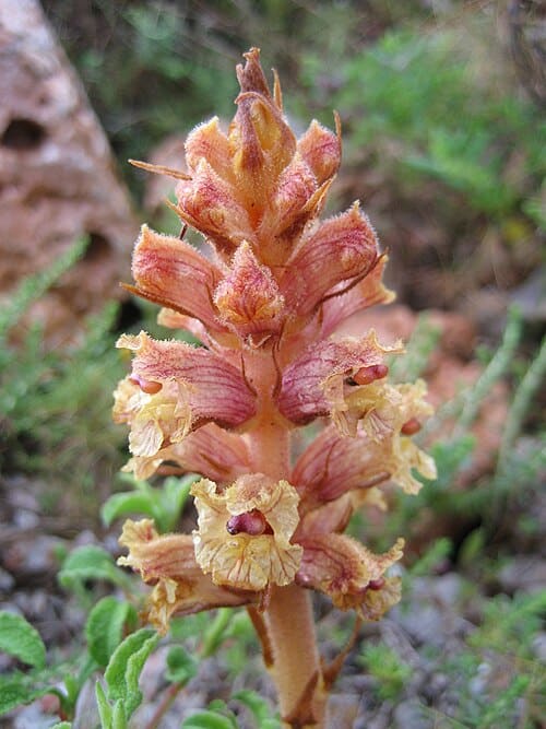 Orobanchaceae, standing in for Brandisia hancei