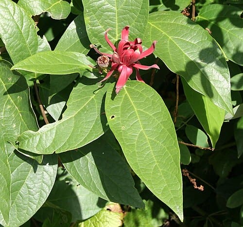 Calycanthus occidentalis