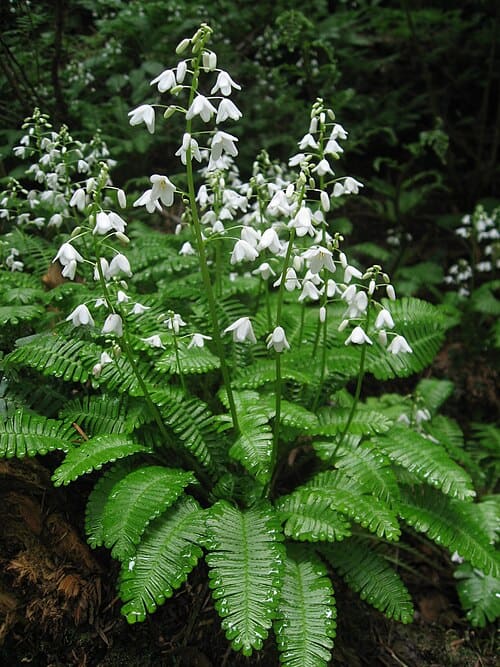 Pteridophyllum