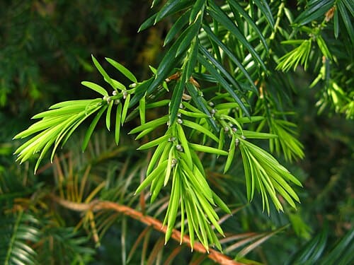 Torreya, standing in for Torreya jackii