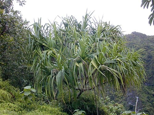 Pandanus tectorius