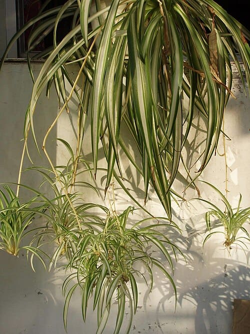 Chlorophytum, standing in for Chlorophytum inarticulata