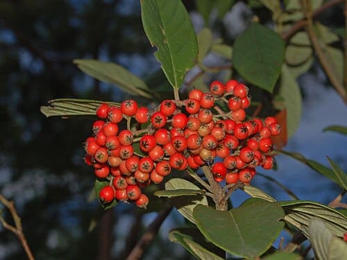 Photinia serrulata