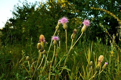 Cirsium setosum