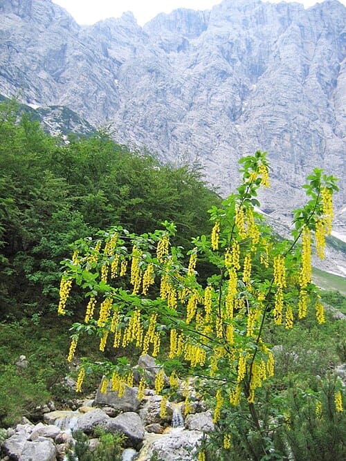 Laburnum, standing in for Laburnum crotalaria