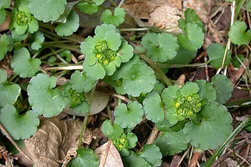Chrysosplenium japonicum