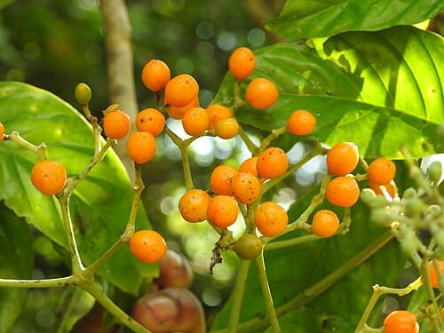 Micromelum integerrimum