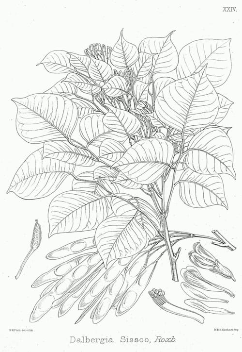 Dalbergia, standing in for Dalbergia riparia