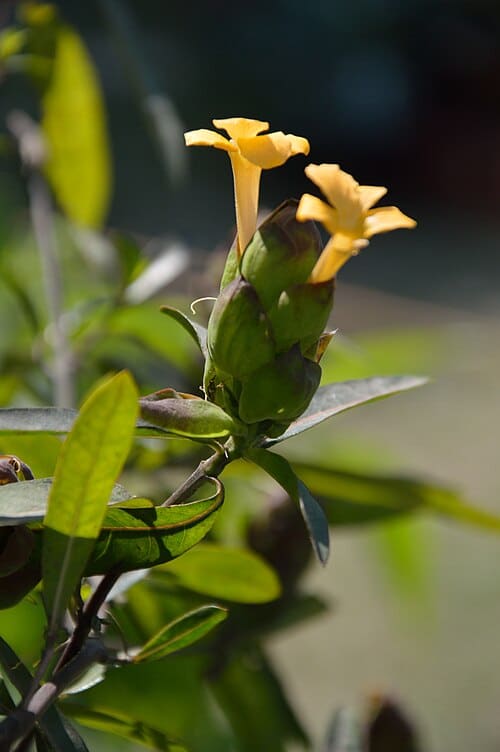 Barleria lupulina