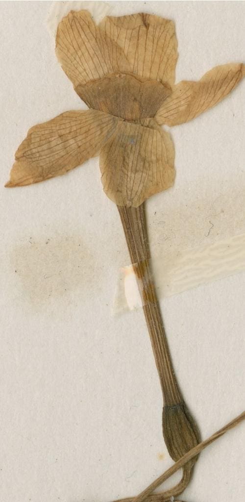 Narcissus jonquilla