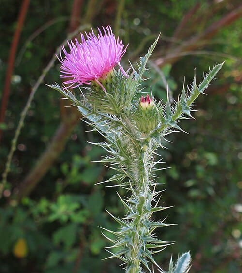 Carduus acanthoides