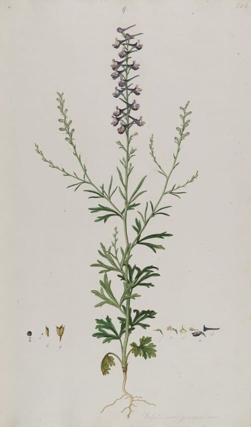 Delphinium, standing in for Delphinium glabrum