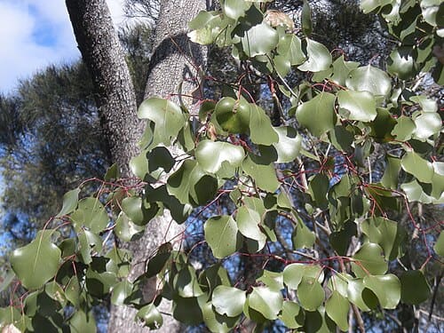 Eucalyptus populnea
