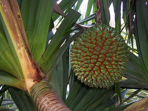 Pandanus, standing in for Pandanus indicus