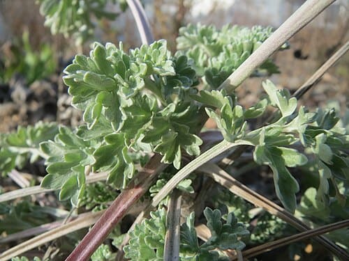 Artemisia, standing in for Artemisia densa