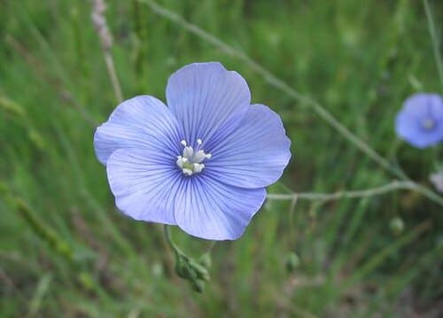 Linum, standing in for Linum equisetiforme