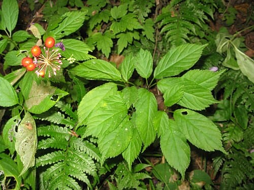 Panax japonicus, standing in for Panax japonicus var. bipinnatifidus