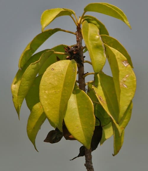 Excoecaria agallocha