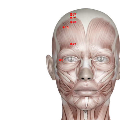 GB01 Acupuncture Point - Gallbladder Meridian Meridian - Pupil Crevice - Muscular view