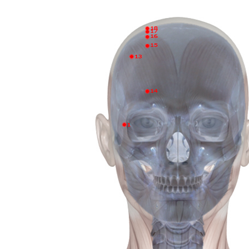 GB01 Acupuncture Point - Gallbladder Meridian Meridian - Pupil Crevice - Skeletal view