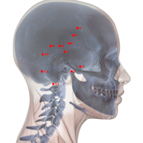 GB02 Acupuncture Point - Gallbladder Meridian Meridian - Hearing Convergence - Skeletal view