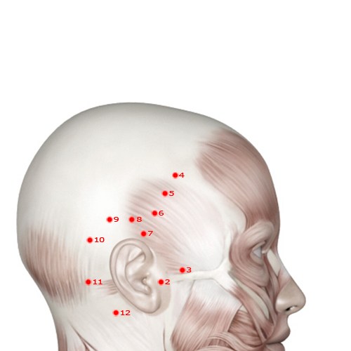 GB04 Acupuncture Point - Gallbladder Meridian Meridian - Forehead Fullness - Muscular view