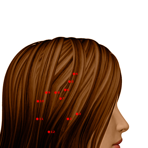 GB04 Acupuncture Point - Gallbladder Meridian Meridian - Forehead Fullness - Dermal view