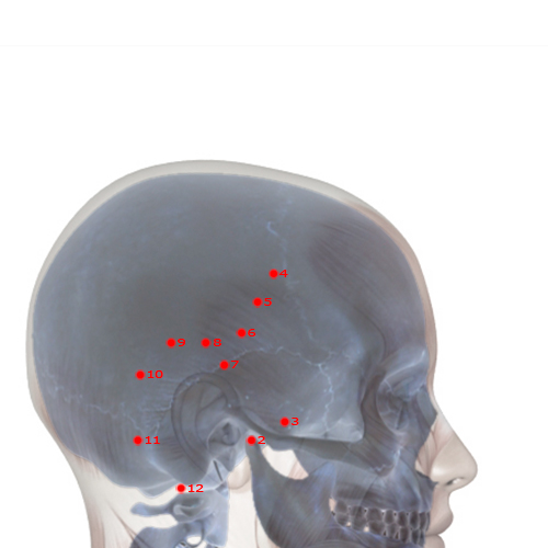 GB04 Acupuncture Point - Gallbladder Meridian Meridian - Forehead Fullness - Skeletal view