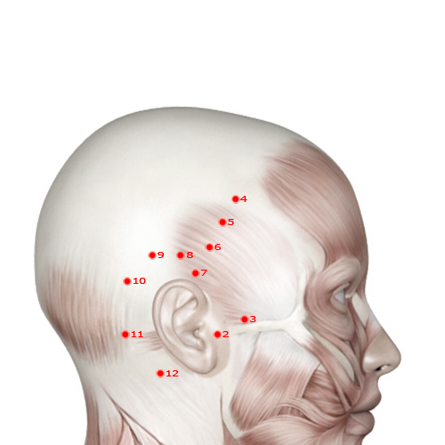 GB05 Acupuncture Point - Gallbladder Meridian Meridian - Suspended Skull - Muscular view