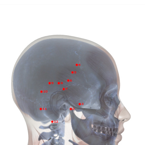 GB05 Acupuncture Point - Gallbladder Meridian Meridian - Suspended Skull - Skeletal view