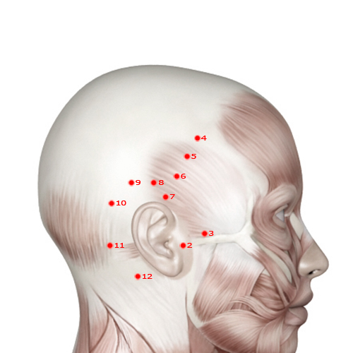 GB06 Acupuncture Point - Gallbladder Meridian Meridian - Suspended Tuft - Muscular view