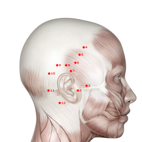 GB07 Acupuncture Point - Gallbladder Meridian Meridian - Temporal Hairline Curve - Muscular view