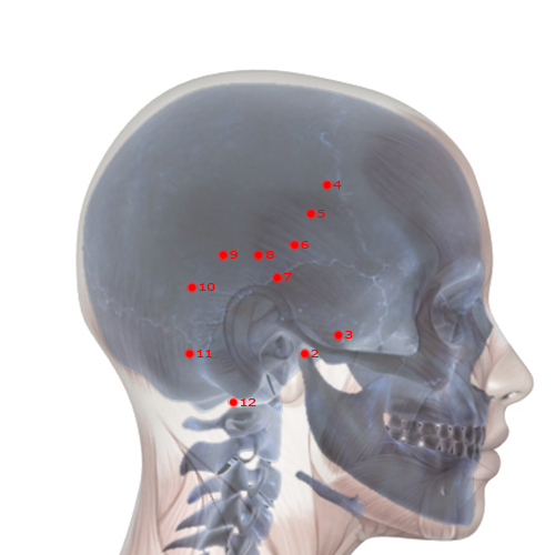 GB07 Acupuncture Point - Gallbladder Meridian Meridian - Temporal Hairline Curve - Skeletal view