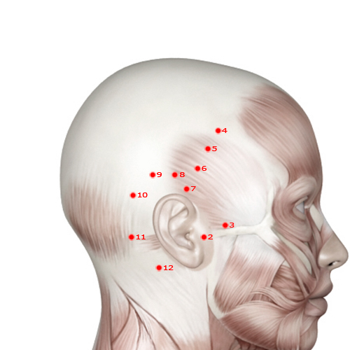 GB08 Acupuncture Point - Gallbladder Meridian Meridian - Leading Valley - Muscular view