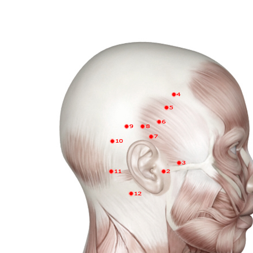 GB09 Acupuncture Point - Gallbladder Meridian Meridian - Heavenly Surge - Muscular view