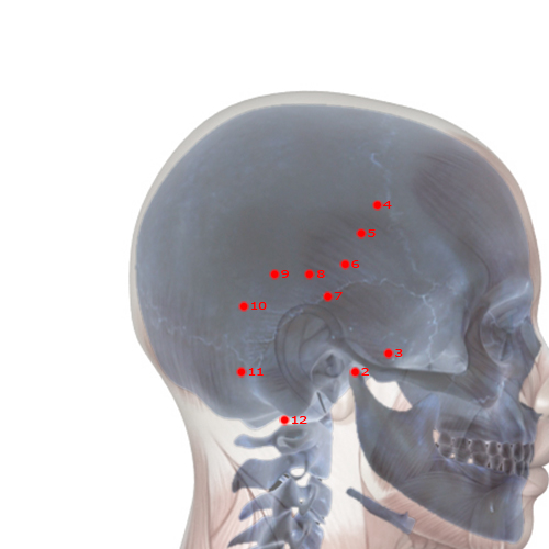 GB09 Acupuncture Point - Gallbladder Meridian Meridian - Heavenly Surge - Skeletal view