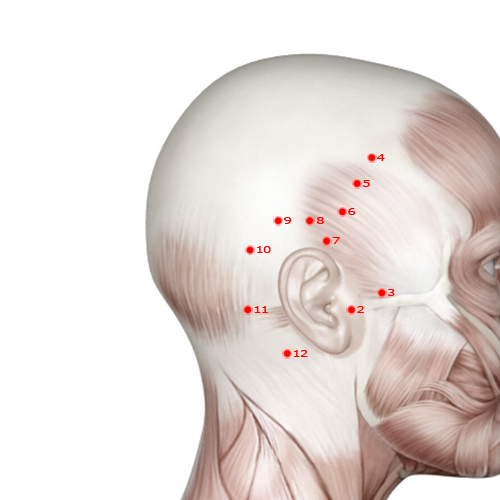 GB10 Acupuncture Point - Gallbladder Meridian Meridian - Floating White - Muscular view
