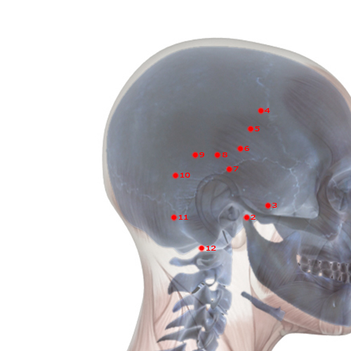 GB10 Acupuncture Point - Gallbladder Meridian Meridian - Floating White - Skeletal view