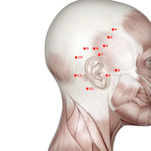 GB11 Acupuncture Point - Gallbladder Meridian Meridian - Head Portal Yin - Muscular view